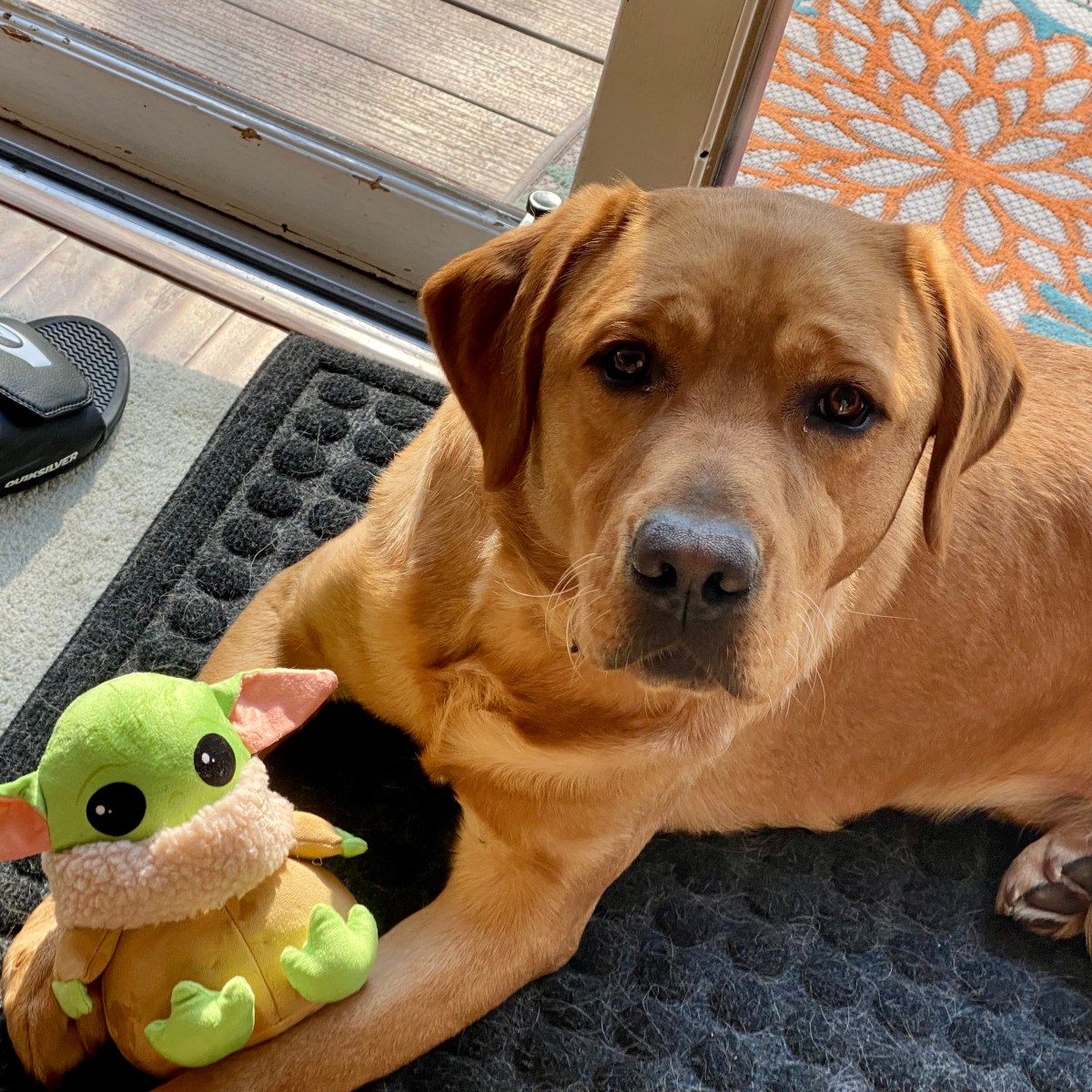 Down but not&nbsp;out